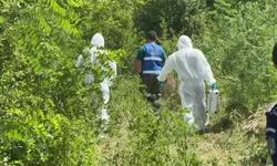 Apar noi detalii din cazul Raisei fetița de doi ani și jumătate din Dolj găsită moartă pe câmp