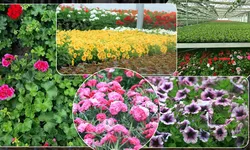 În următoarele zile vor fi plantate 220 de mii de flori în municipiul Iași. Acestea au fost crescute în sere timp de șase săptămâni 8211 FOTO