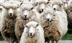 Pățania unui cioban ce a fost furat în miezul zilei. Cum și de ce nu l-au ajutat polițiștii
