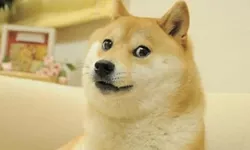 Câinele din celebrul meme Doge și emblema Dogecoin a murit. Cum a devenit celebru Kabosu