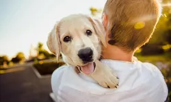 O nouă lege pentru proprietarii de câini. Unde nu vor mai avea acces patrupedele
