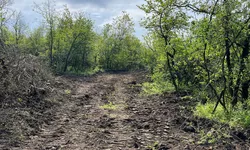 Garda de Mediu Iași a amendat proprietarul pădurii Căprița pentru tăierile ilegale de stejari. Acesta riscă și 5 ani de închisoare pentru distrugerea fondului forestier 8211 FOTO