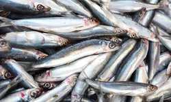 Alertă în România 71 de tone de pește infectat sau expirat pus la vânzare în magazine. Anunțul făcut de ANPC
