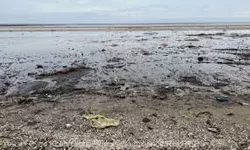 Este alertă pe litoral Nivel de poluare extrem de mare după deschiderea sezonului estival