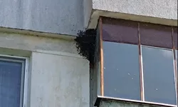Un roi de albine aflat într-un bloc creează probleme ieșenilor Pompierii intervin la fața locului 8211 VIDEO