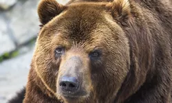 Ro-Alert. Un urs a fost semnalat în localitatea Mironeasa