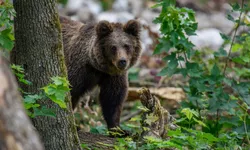 Un copil a fost atacat de un urs când a vrut să îi dea de mâncare animalului în județul Argeș