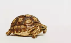  Cât trăiește o broască țestoasă Unele exemplare au ajuns și la 190 de ani