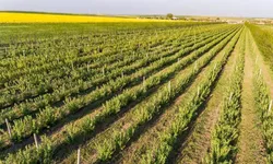 Producătorii din Iași s-au înscris în agricultura ecologică. Numărul beneficiarilor este în creștere