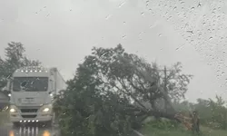 Atenție șoferi Arbore doborât de vântul puternic la Popricani