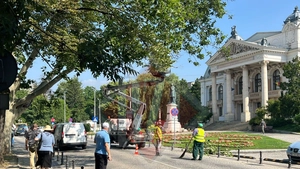 Se toaletează copacii din fața Teatrului Național. Traficul este dirijat de Poliția Locală