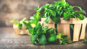 Cum poți să îți iei doza de sănătate din plante. Leacuri naturale pentru organism