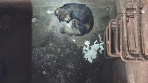 Intervenție pentru salvarea unui câine căzut într-un bazin în municipiul Pașcani