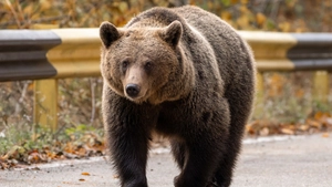A fost speriată de urs sau împinsă spre moarte? Mărturia unui martor dă totul peste cap: „Se luptau cu ea”