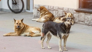 Românii, obligați să plătească taxă pentru câinii de pe stradă! Câți bani vor scoate cetățenii din buzunare pentru maidanezi!