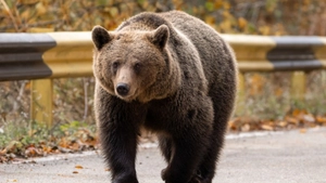 Turist elvețian, atacat de un urs pe Transfăgărășan! Animalul sălbatic a fost împușcat! 