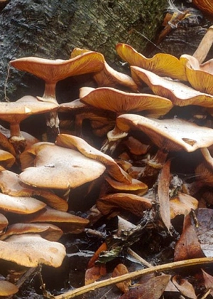 Care sunt ciupercile de toamnă comestibile? – Iată cum le poți găti și păstra