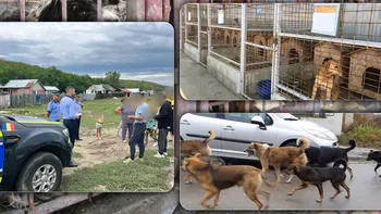 Câte primării din județul Iași au servicii de ecarisaj Primar din ZMI Prinderea unui singur câine costă 800 de lei 8211 FOTO