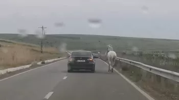 Așa ceva rar ți-e dat să vezi Un cal a fost priponit de un BMW care este condus pe străzile din Iași. Animalul este obligat să țină pasul 8211 VIDEO