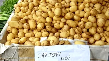 Cartofii noi vânduți la un preț uriaș Cât a ajuns să coste leguma săracului