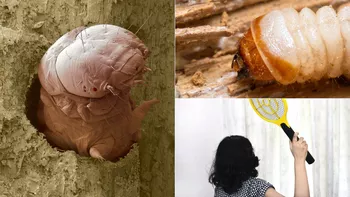 Gândacul de lemn se poate ascunde în casa ta fără să știi Unde se ascunde și cu ce se hrănește această insectă parazitară