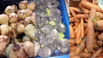 Sfaturile ANPC la achiziționarea legumelor și fructelor proaspete 8211 FOTO