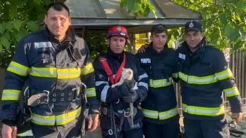 Un motan a fost salvat de către pompieri după ce a căzut într-o fântână adâncă de 10 metri în Botoșani. Animalul dispăruse de acasă de o lună