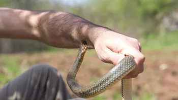 Avertisment al salvamontiştilor Întâlnirile cu şerpii pe munte devin din ce în ce mai dese