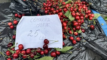 Dacă știu unde să caute, ieșenii pot găsi cireșe românești în piețele din oraș! Prețul per kilogram ajunge la 25 de lei