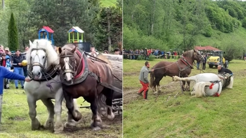 Filmul tragediei de la Sângeorz-Băi! Falko, calul campion, a murit după ce a câștigat concursul de tras bușteni