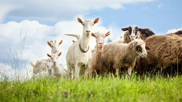 România, lider regional în creșterea de ovine și caprine: fermierii români urcă țara pe locul doi în UE