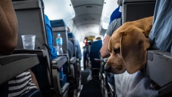S-au impus reguli clare pentru persoanele care merg cu animalele de companie în vacanță! Ce nu mai au voie să facă