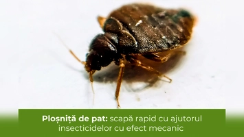 Ploșniță de pat: scapă rapid cu ajutorul insecticidelor cu efect mecanic
