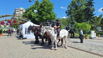Poliția Locală din Iași caută pensiune pentru cai! Contractul este în valoare de 40.000 de euro