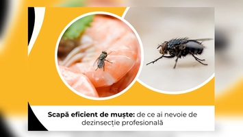 Scapă eficient de muște: de ce ai nevoie de dezinsecție profesională