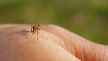 Top cinci insecte care îți pot invada locuința vara aceasta