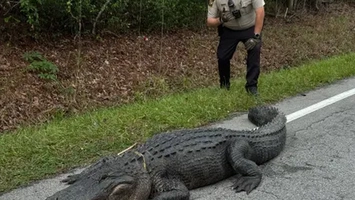 Bronz periculos! Aligatorul Pepe a oprit traficul și a fost arestat pentru că se relaxa ca un rege: „Avea 3 metri și 180 kg”