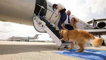 Animalele de companie pot călători în cabina avionului, fără restricții de dimensiune sau greutate
