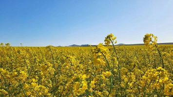 Rapiță pe 11.900 de hectare în județul Iași. S-a redus suprafața cu 1.600 de ha în ultimul an