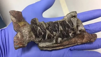 Dinozaurii se luptau cu cancerul acum 70 de milioane de ani! Adevărul incredibil scos la iveală de o fosilă din România