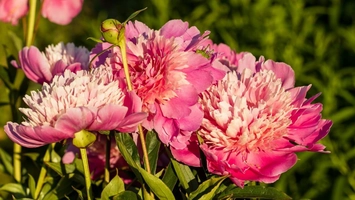 Ai plantat bulbi de flori decorative? E timpul sa te bucuri de frumusețea lor și să te pregătești pentru un nou sezon în această toamnă