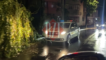 Un alt copac a căzut în municipiul Iași! Poaia face ravagii