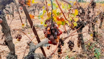 Alertă fitosanitară, viticultorii, chemați la acțiune! Flavescența aurie amenință viile din România