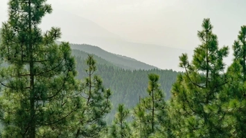 După două decenii, se redeschide dosarul retrocedării celor 43.227 de hectare de pădure