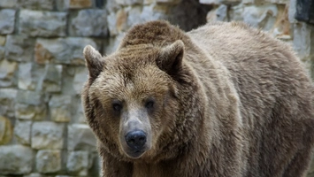 Alertă în Suceava: ursul a ajuns printre case. Mai multe mesaje RO-Alert pentru locuitori