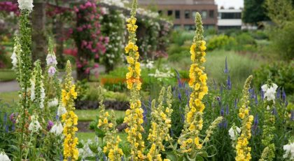 ceai lumânărică (Verbascum thapsus)