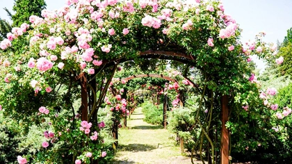Paradis floral în Grădina Botanică din oraș! Ieșenii și nu numai trebuie să viziteze în această perioadă frumusețea miilor de trandafiri