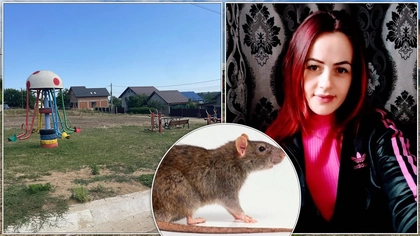 Panică într-o familie din Iași, după ce un băiețel de 5 ani a fost mușcat de un șobolan! Micuțul se juca în parc, când a fost atacat de rozătoare: „A fost internat la spital”