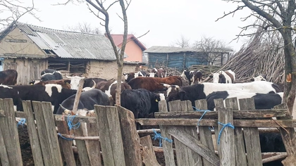 Oamenii dintr-un sat din Iași, terorizați de o cireadă de vaci. Chiar și primarul comunei a fost victima bovinelor: „O vacă s-a urcat pe capota mașinii. Urlă ca nebunele”