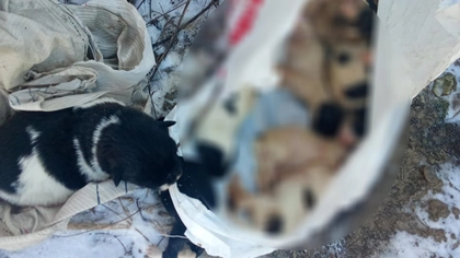 Descoperire teribilă: o femeie a găsit în curte o sacoșă cu 8 pui de câine înghețați. Doar unul a supraviețuit frigului